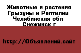 Животные и растения Грызуны и Рептилии. Челябинская обл.,Снежинск г.